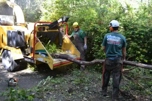 tree services Weedpatch